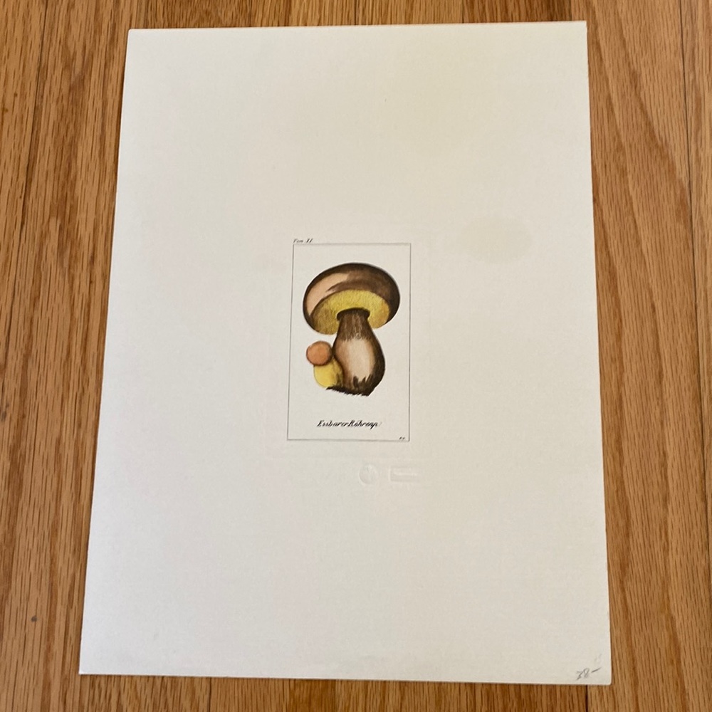 Vintage Mushroom Litho